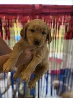 Turquoise Collar , a female Golden Retriever for sale in Roseboro, NC – 1 of 2
