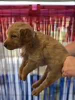 Pink Collar, a female Golden Retriever for sale in Roseboro, NC – 2 of 2