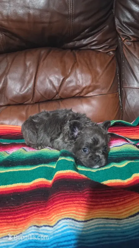 Blue fluffy – French Bulldog puppy for sale in Dallas, TX