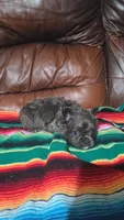 Blue fluffy, a male French Bulldog for sale in Dallas, TX – 1 of 4