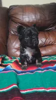 Fluffy frenchie, a female French Bulldog for sale in Dallas, TX – 3 of 5