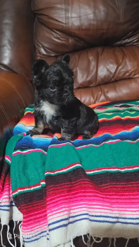 Fluffy frenchie – French Bulldog puppy for sale in Dallas, TX