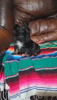 Fluffy frenchie, a female French Bulldog for sale in Dallas, TX – 1 of 5