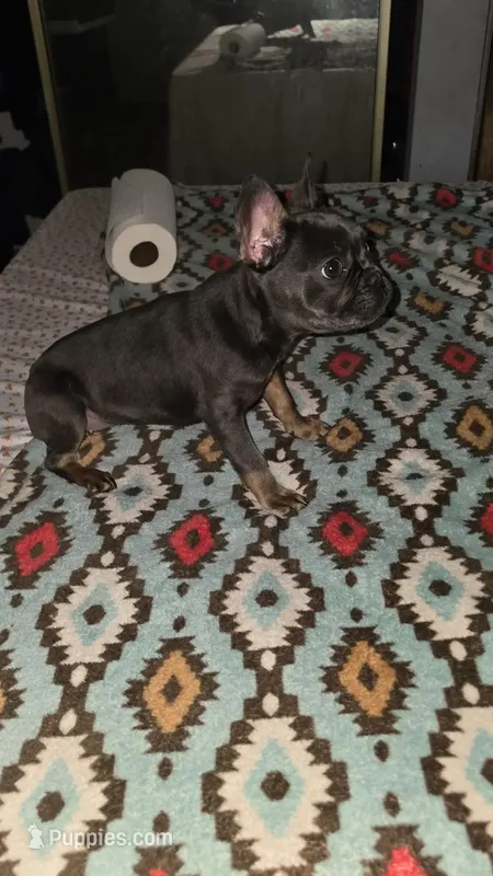 Blue and Tan – French Bulldog puppy for sale in Dallas, TX