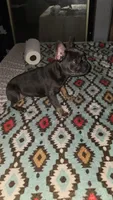 Blue and Tan, a female French Bulldog for sale in Dallas, TX – 1 of 7