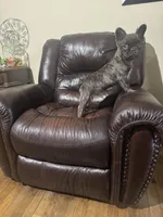 Fluffy frenchie, a male French Bulldog for sale in Dallas, TX – Photo 2 of 8