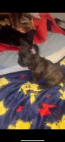 Fluffy frenchie, a male French Bulldog for sale in Dallas, TX – Photo 2 of 7
