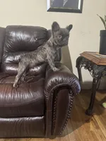 Fluffy frenchie, a male French Bulldog for sale in Dallas, TX – Photo 4 of 8