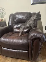 Fluffy frenchie, a male French Bulldog for sale in Dallas, TX – Photo 5 of 8