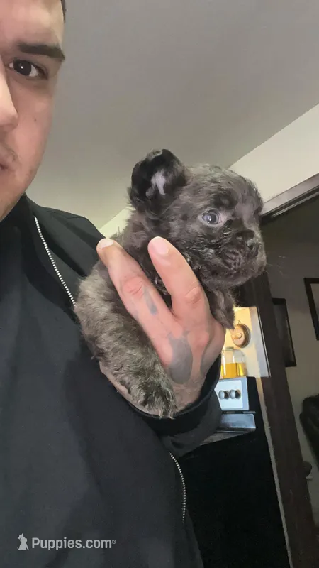 Fluffy frenchie – French Bulldog puppy for sale in Dallas, TX