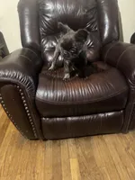 Fluffy frenchie, a male French Bulldog for sale in Dallas, TX – Photo 1 of 8