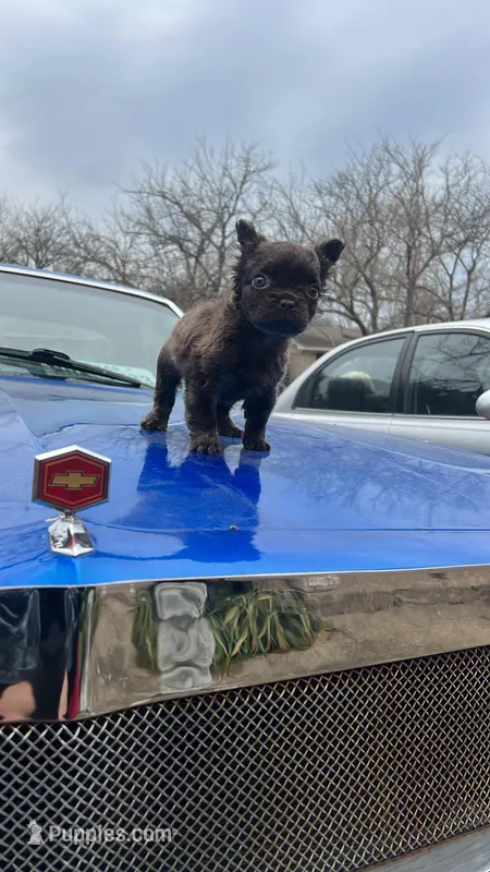 Fluffy frenchie – French Bulldog puppy for sale in Dallas, TX