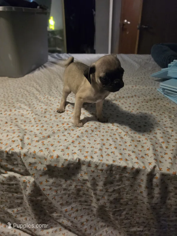 Fawn pug – Pug puppy for sale in Dallas, TX