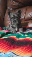 Blue fluffy, a male French Bulldog for sale in Dallas, TX – 4 of 4