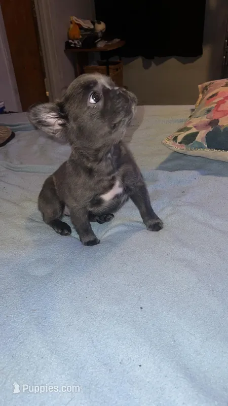 Fluffy lilac blue – French Bulldog puppy for sale in Dallas, TX