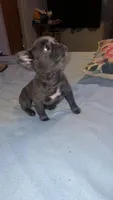 Fluffy lilac blue, a female French Bulldog for sale in Dallas, TX – Photo 1 of 5
