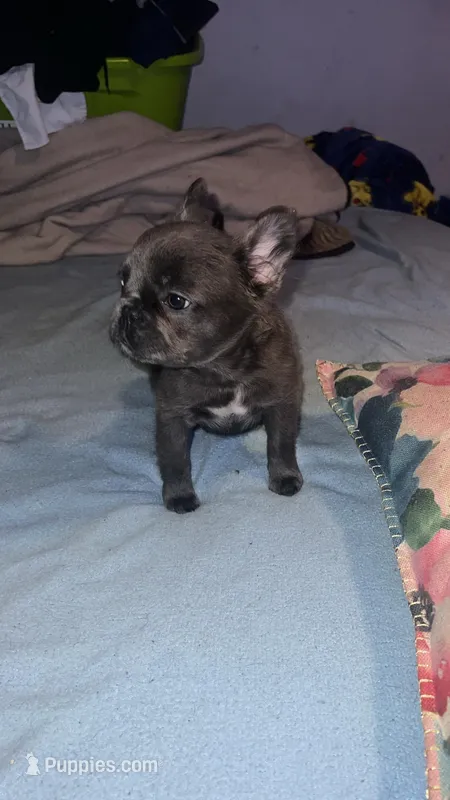 Fluffy lilac blue – French Bulldog puppy for sale in Dallas, TX