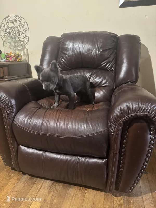 Fluffy blue frenchie – French Bulldog puppy for sale in Dallas, TX