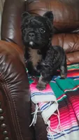 Fluffy frenchie, a female French Bulldog for sale in Dallas, TX – 5 of 5