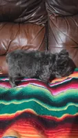 Blue fluffy, a male French Bulldog for sale in Dallas, TX – 2 of 4