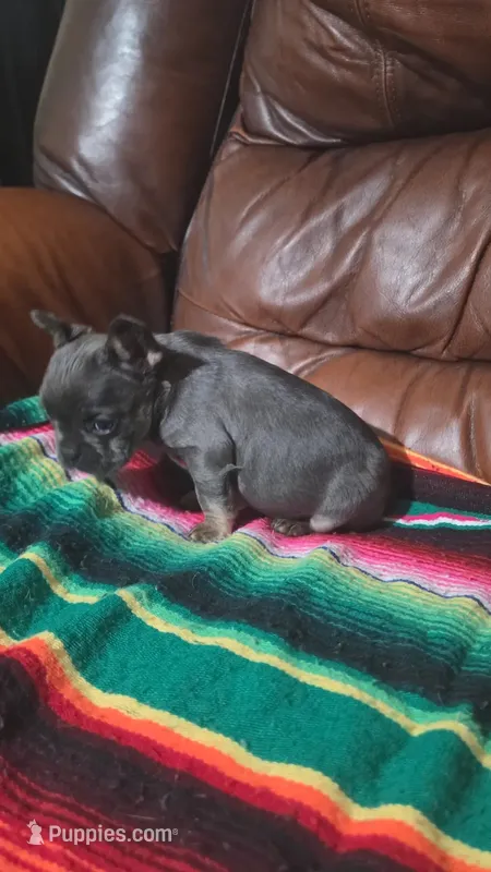 Blue and Tan – French Bulldog puppy for sale in Dallas, TX