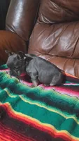 Blue and Tan, a female French Bulldog for sale in Dallas, TX – 1 of 3