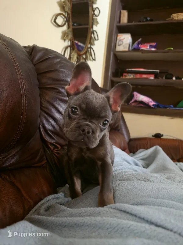 Blue and Tan – French Bulldog puppy for sale in Dallas, TX