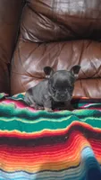 Blue and Tan, a female French Bulldog for sale in Dallas, TX – 2 of 3