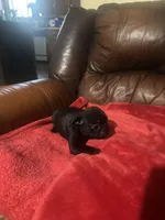 Black pug, a male Pug for sale in Dallas, TX – 2 of 4