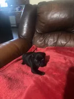 Black pug, a male Pug for sale in Dallas, TX – 1 of 4