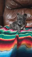 Blue fluffy, a male French Bulldog for sale in Dallas, TX – 3 of 4