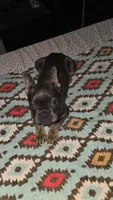 Blue and Tan, a female French Bulldog for sale in Dallas, TX – 2 of 7