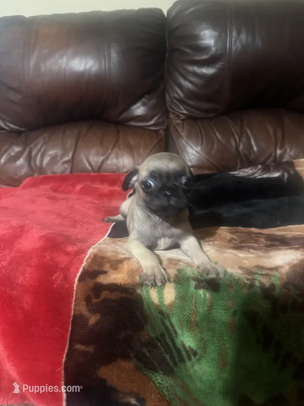 Fawn pug, a male Pug for sale in Dallas, TX – 1 of 4