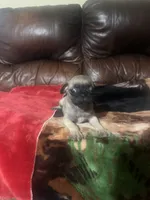 Fawn pug, a male Pug for sale in Dallas, TX – 1 of 4