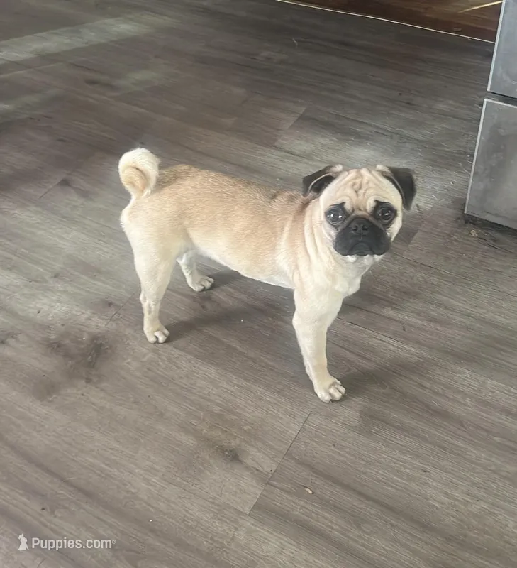 Chanel, a female Pug for sale in Dallas, TX – Photo 1 of 3