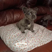 Gracie Bleu ll, a female French Bulldog for sale in Dallas, TX – Photo 1 of 3