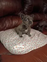 Fluffy blue girl, a female French Bulldog for sale in Dallas, TX – Photo 1 of 3