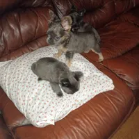 Gracie Bleu ll, a female French Bulldog for sale in Dallas, TX – Photo 3 of 3