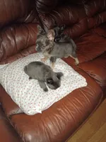 Fluffy blue girl, a female French Bulldog for sale in Dallas, TX – Photo 3 of 3