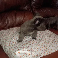 Gracie Bleu ll, a female French Bulldog for sale in Dallas, TX – Photo 2 of 3