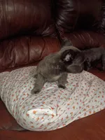 Fluffy blue girl, a female French Bulldog for sale in Dallas, TX – Photo 2 of 3