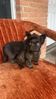 Fluffy frenchie, a male French Bulldog for sale in Dallas, TX – Photo 6 of 8
