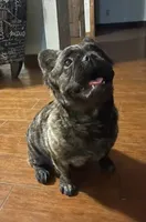 Fluffy frenchie, a male French Bulldog for sale in Dallas, TX – Photo 8 of 8