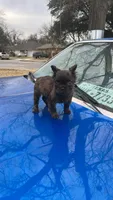 Fluffy frenchie, a male French Bulldog for sale in Dallas, TX – Photo 4 of 8