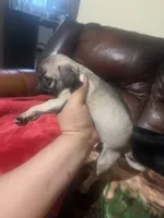 Fawn pug, a male Pug for sale in Dallas, TX – 3 of 4