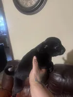 Black pug, a male Pug for sale in Dallas, TX – 4 of 4