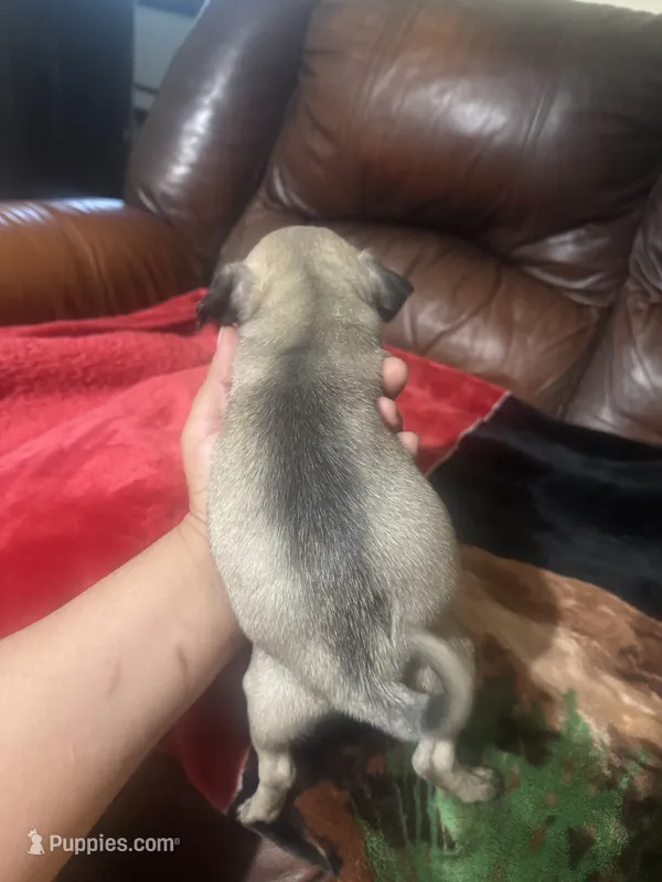 Fawn pug – Pug puppy for sale in Dallas, TX