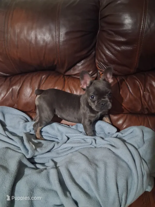 Blue and Tan – French Bulldog puppy for sale in Dallas, TX