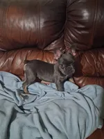 Blue and Tan, a female French Bulldog for sale in Dallas, TX – 4 of 7
