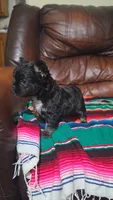 Fluffy frenchie, a female French Bulldog for sale in Dallas, TX – 4 of 5